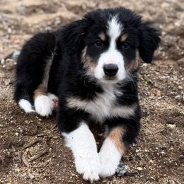 Goose - Black tri-color Australian Shepherd puppy in New Boston, New Hampshire from Painted Pup Australian Shepherds