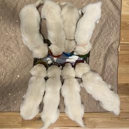 Golden Retriever Puppies from Cream of the Crop Goldens Michigan