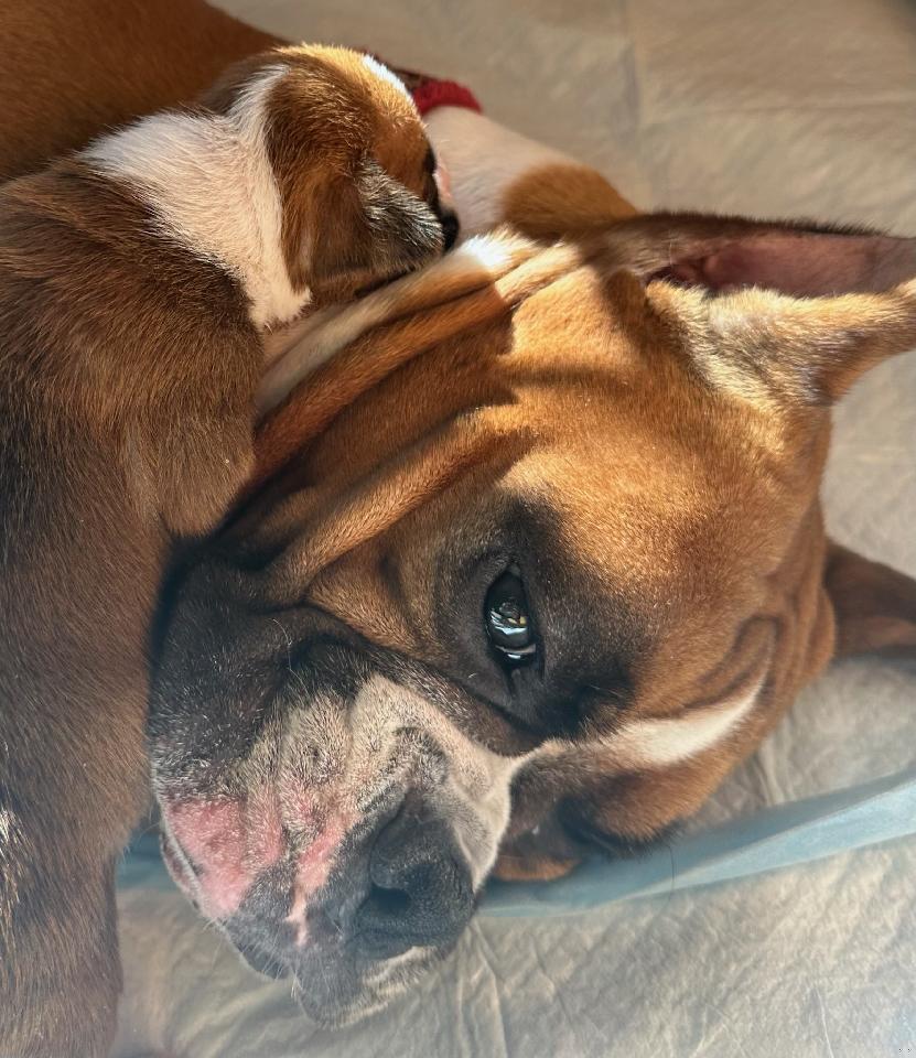 Boxers from Winstar Boxers