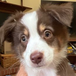 Spade - Red tri male Miniature Australian Shepherd puppy in Woodsdale, Ohio from Crest View Minis