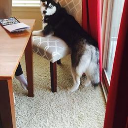 Schipperke and Siberian Husky Puppies from Yuki Ookami Show Kennel