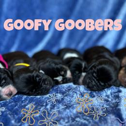 Basset Hound puppies from Sunflower Bassets