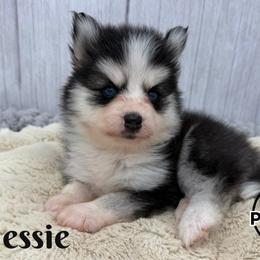 Jessie - Black and white female Pomsky puppy in Eastman, Georgia from Once Upon A Pomsky