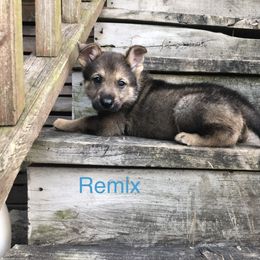Boy 2 - German Shepherd puppy in Crown Point, Indiana from Nordwolfe