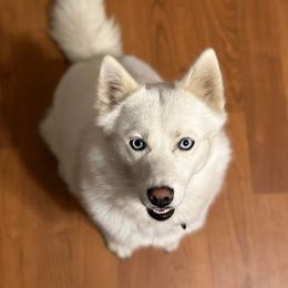 Pomskies from Arctic Tails Spitz