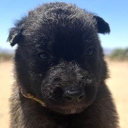 Girl 4 - Fawn female Belgian Malinois puppy in Golden Valley, Arizona from Desert Wind Kennels
