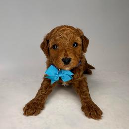 Dublin (blue) - Red  male Goldendoodle puppy in Hot Springs, Arkansas from Hot Springs Kennels