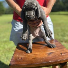 Weimaraner Puppies from Georgia Line Weimaraners