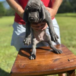 Weimaraner Puppies from Georgia Line Weimaraners