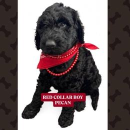 Pecan - Black male Goldendoodle puppy in Salem, Oregon from Capital Doodles