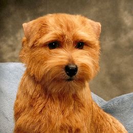 Norfolk Terriers and Norwich Terriers from Infinity Kennels