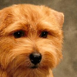 Norfolk Terriers and Norwich Terriers from Infinity Kennels