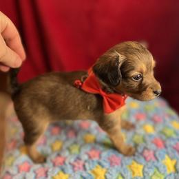 Prague Ratter Puppies from North Star Gem’s Prague Ratters