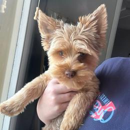 Charlie - Yorkshire Terrier