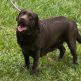 Horta - Labrador Retriever