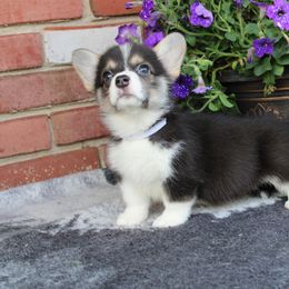 Pembroke Welsh Corgi Puppies from Salted Rim Corgis