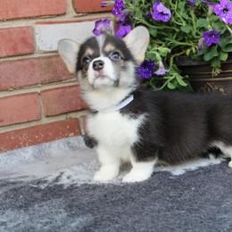 Pembroke Welsh Corgi Puppies from Salted Rim Corgis