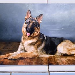Honey - German Shepherd