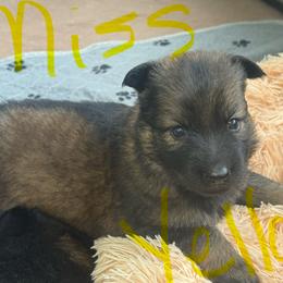 Miss yellow - Sable female German Shepherd puppy in Berlin, Wisconsin from Gypsy Miracle Kennels