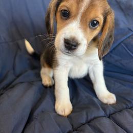 Girl 2 - Brown white and tan female Beagle puppy in New River, Arizona from Desert Mountain Dobermans