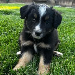 Black Tri Male 2- Orion - Black tri male Miniature Australian Shepherd puppy in Denair, California from CenCal Mini Aussies