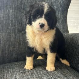 Micky - Tri-color male Bernedoodle puppy in Arabi, Georgia from Huckadoodle Farm