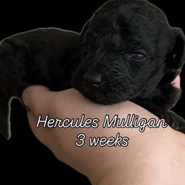 Hercules Mulligan - Black male Goldendoodle puppy in Midlothian, Virginia from King’s  Castle of Doodles