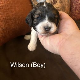 Boy 2 - Black white and tan Springerdoodle puppy in Tempe, Arizona from Springerdoodles Plus AZ