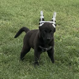 Mera x Vermy 1 - Dark brown male Xoloitzcuintli puppy in Hico, Texas from Amayla Kennels