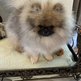 Pomeranian Puppies from Angelina Shishko