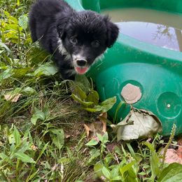 Girl 2-Daffodil - Australian Shepherd puppy from Sugar Camp Aussies
