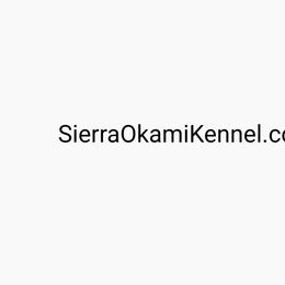 Shiba Inu and Shikokus from Sierra Ohkami Kennel