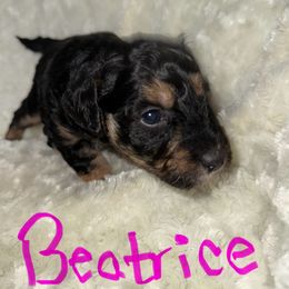 Beatrice - Phantom female Goldendoodle puppy in Knob Noster, Missouri from Simply Schnauzers