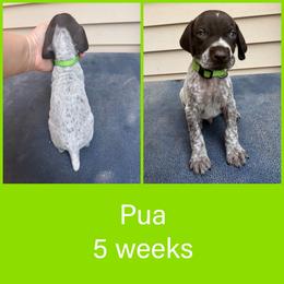 Pua - Liver roan male German Shorthaired Pointer puppy in Marshfield, Missouri from Pebblebrook German Shorthaired Pointers