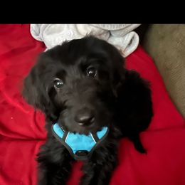Labradoodle and Poodle Puppies from Hades Flame Kennel