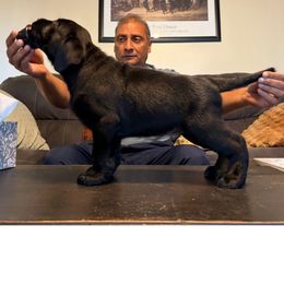 Floki - Labrador Retriever