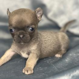 Liberty boy 2 - Blue fawn male Chihuahua puppy in Orlando, Florida from iLuvChihuahuas