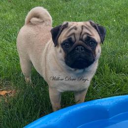 Brianna - Pug