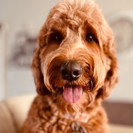 Goldendoodle All Grown Up from Doodles by Piper