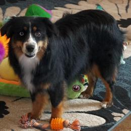 Kisser - Miniature Australian Shepherd