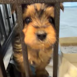 Elvis - Black & tan tri-color male Morkie puppy in Decatur, Texas from Melanie's Morkies, Teddy Bears, Yorkipoo’s & Parti Yorkies