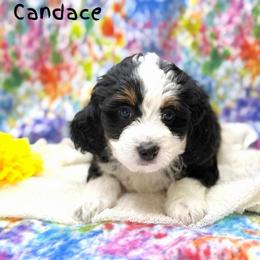 Candance - Tri-color female Bernedoodle puppy in Williamson, New York from Lakeside Doodles