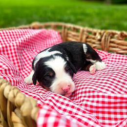 Coast - Tri-color male Bernedoodle puppy in Russell Springs, Kentucky from 270 Doodles