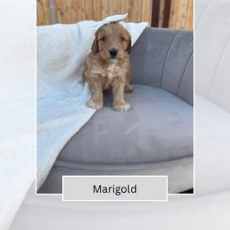 Marigold - Apricot female Goldendoodle puppy in Las Vegas, Nevada from Bridges Goldendoodles