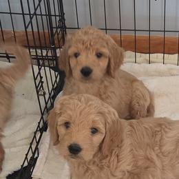 Goldendoodles from Sunshine Doodles