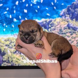 NIMO - Red male Shiba Inu puppy in Minnesota from BonsaiShibas