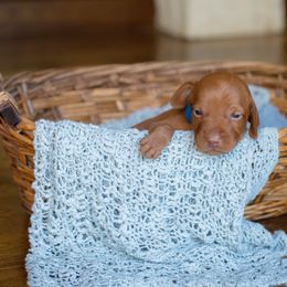 Vizsla Puppies from Wilkes Family Vizslas