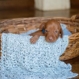 Vizsla Puppies from Wilkes Family Vizslas