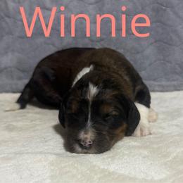 Winnie - Tri-color female Bernedoodle puppy in Battle Creek, Michigan from T-Rose’s Bernedoodle & Pomsky Puppies