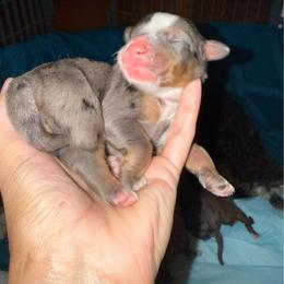 Pink Girl - Merle female Bernedoodle puppy in High Point, North Carolina from Full Hands Farm